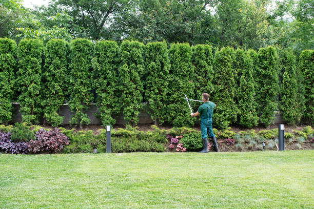 Best Lawn Renovation and Restoration  in Columbus, TX